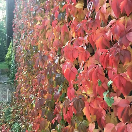 Spacieux Et Cosy A La Campagne Proche De Strasbourg Feriehus *